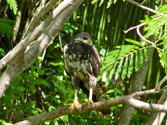 Buteogallus