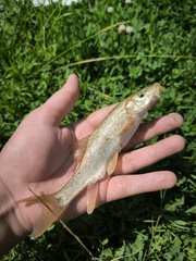 Tera Barbel photo 3