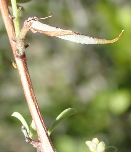 Image of Indigofera denudata by (c) Nicola van Berkel, some rights reserved (CC BY-SA)