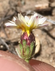 Lessingia tenuis