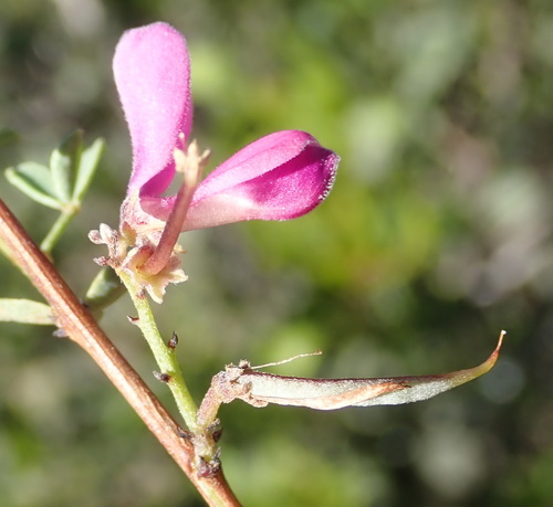 Image of Indigofera denudata by (c) Nicola van Berkel, some rights reserved (CC BY-SA)
