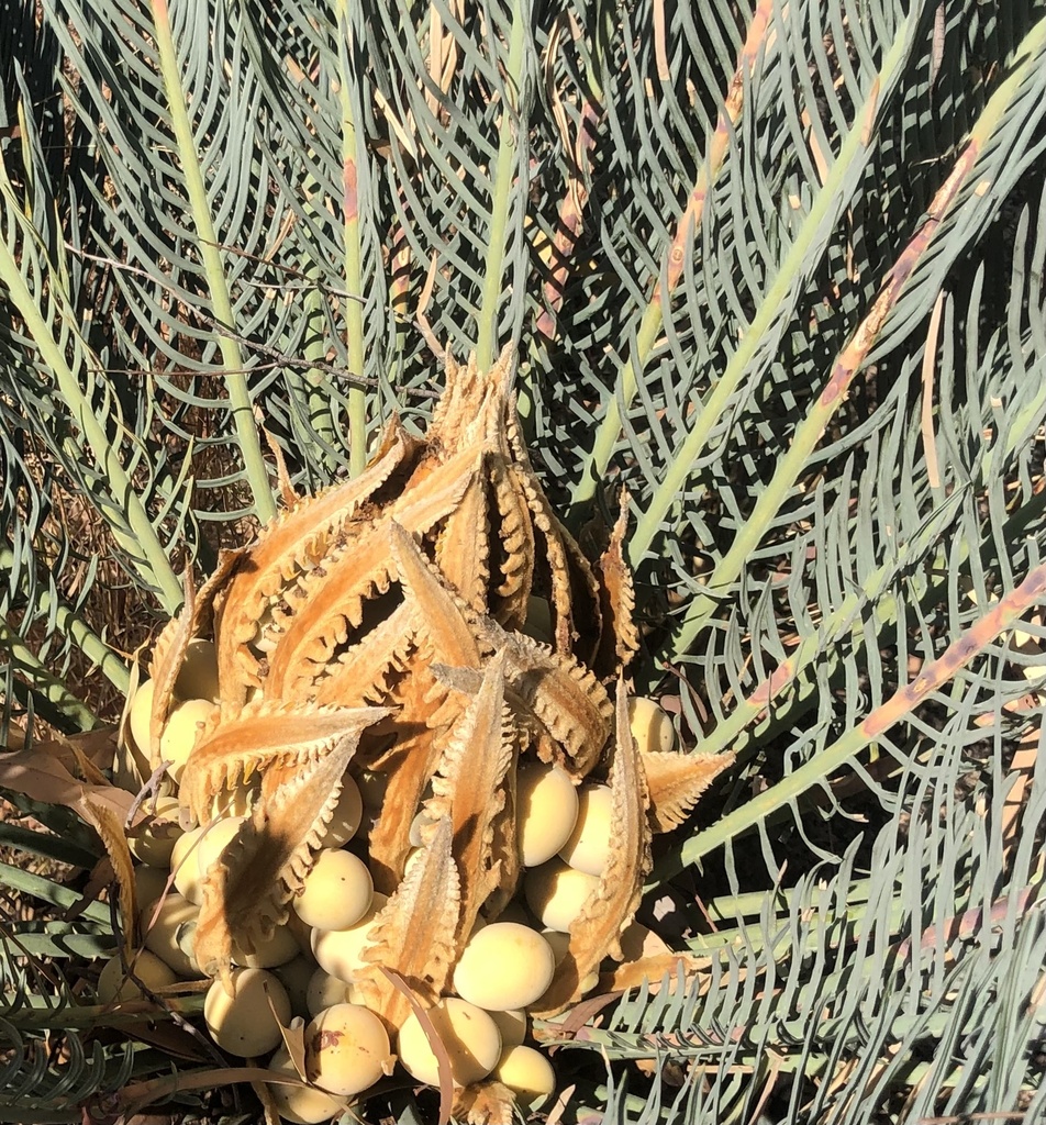 Cycas pruinosa 'Blue' (Spirit Hills Blue Sago)