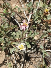 Lessingia tenuis