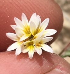 Lessingia tenuis
