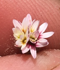Lessingia tenuis