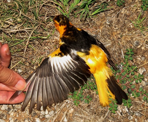 Bullock's Oriole, photo 9 of 9