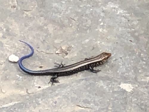 Chinese Skink