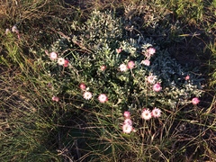 Achyranthemum affine