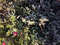 Achyranthemum affine