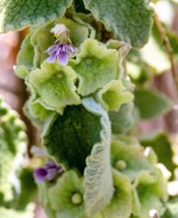 Pseudodictamnus acetabulosus