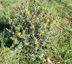 Lasiosiphon meisnerianus