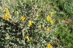 Lasiosiphon meisnerianus