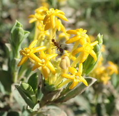 Lasiosiphon meisnerianus