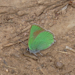 Callophrys affinis