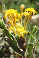 Lasiosiphon meisnerianus