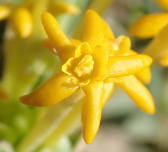 Lasiosiphon meisnerianus