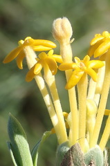 Lasiosiphon meisnerianus