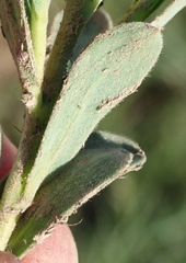 Lasiosiphon meisnerianus