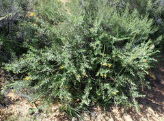 Lasiosiphon meisnerianus