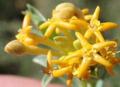 Lasiosiphon meisnerianus