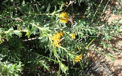 Lasiosiphon meisnerianus