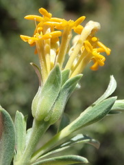 Lasiosiphon meisnerianus