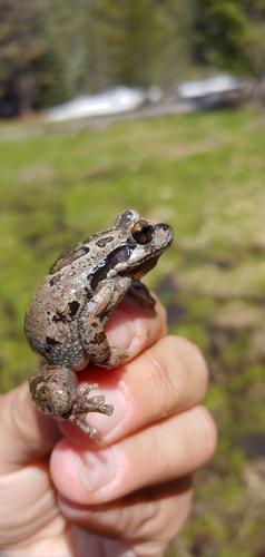 iNaturalist observation photo of Pacific chorus frog