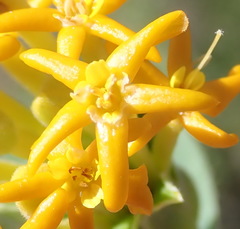 Lasiosiphon meisnerianus