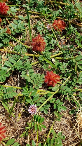 Image of Glycyrrhiza echinata by (c) Анна Митрошенкова, some rights reserved (CC BY)