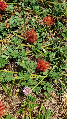 Image of Glycyrrhiza echinata by (c) Анна Митрошенкова, some rights reserved (CC BY)