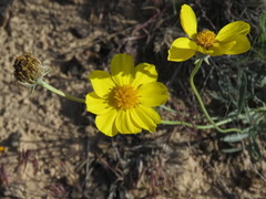 Thelesperma subnudum