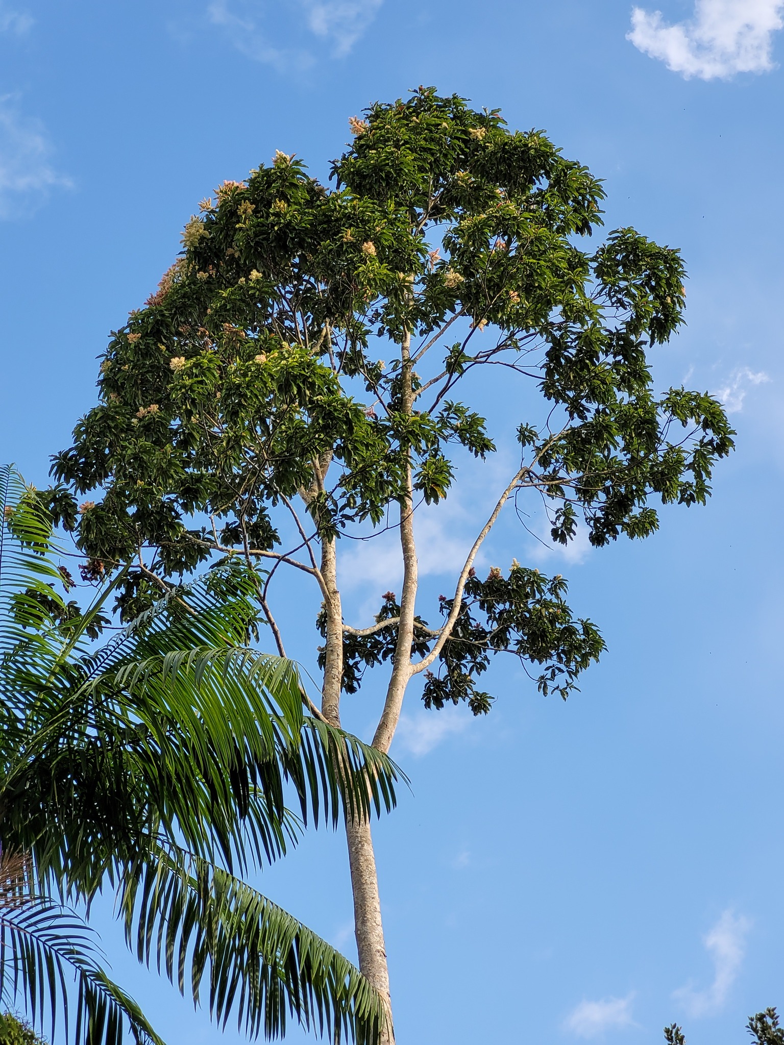 Imagem de Pau-formiga