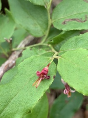 Vaccinium erythrocarpum