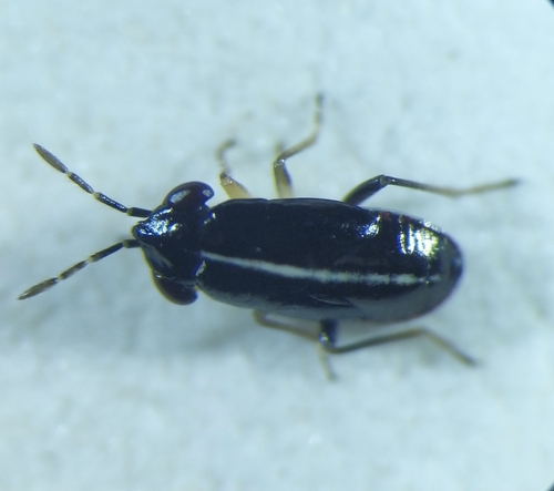 Geocoris ater