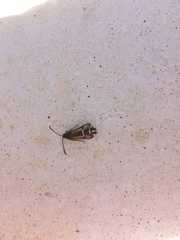 Pyropteron chrysidiforme