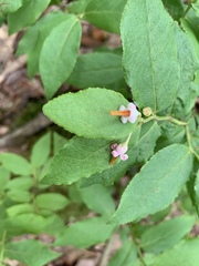 Vaccinium erythrocarpum