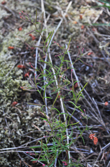 Epilobium foliosum