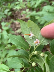 Vaccinium erythrocarpum