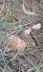 Astragalus ceramicus