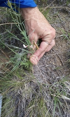 Astragalus ceramicus