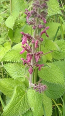 Stachys sylvatica