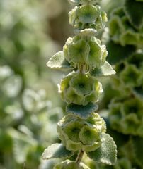 Pseudodictamnus acetabulosus