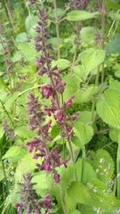 Stachys sylvatica