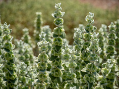 Pseudodictamnus acetabulosus