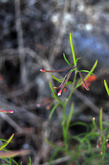 Epilobium foliosum