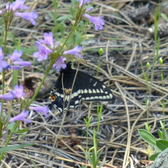 Papilio indra