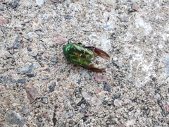 Protaetia orientalis