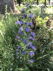Echium vulgare