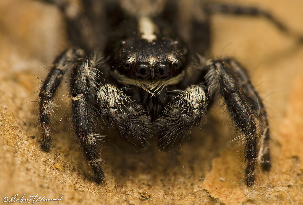 Menemerus natalis