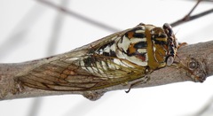 Megatibicen dealbatus